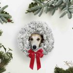 Ein Whippet sieht durch einen Weihnachtskranz auf weissem Hintergrund umringt von Tannenbäumen beim Hunde Vintage Weihnachts Fotoshooting von Tierlicht