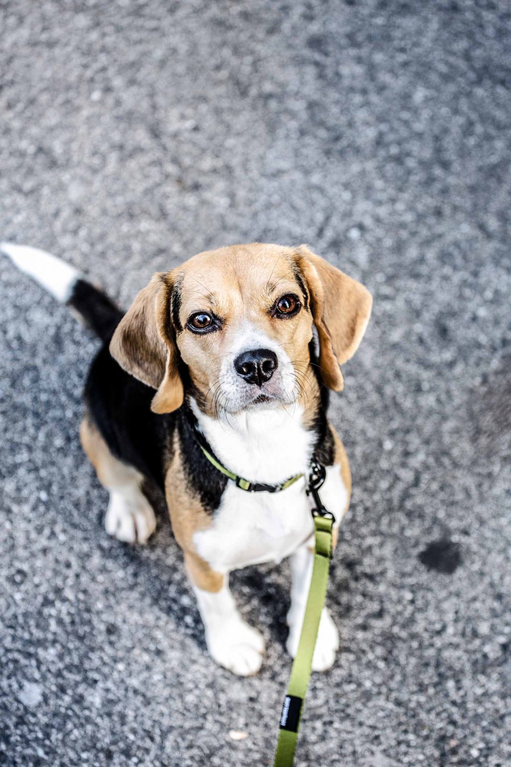 Hund mit grüner Hundeleine und Halsband
