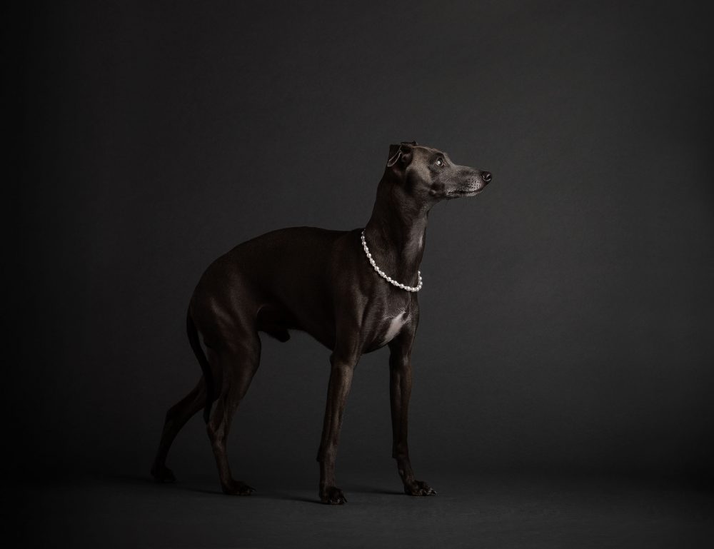 Hundeportrait von einem Windhund mit Perlenkette vor grauem Hintergrund
