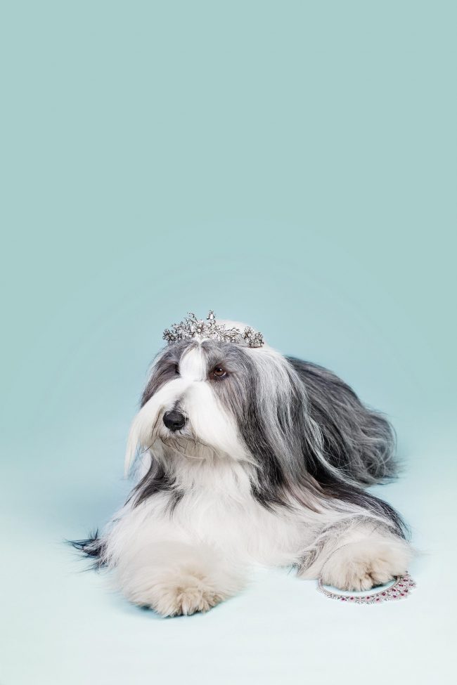 Hundeportrait mit einem Hund mit langen Haaren vor türkisem Hintergrund