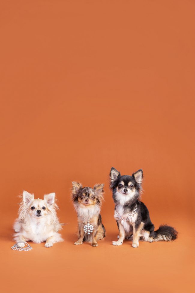 Hundeportrait von drei kleinen Chihuahua Hunden