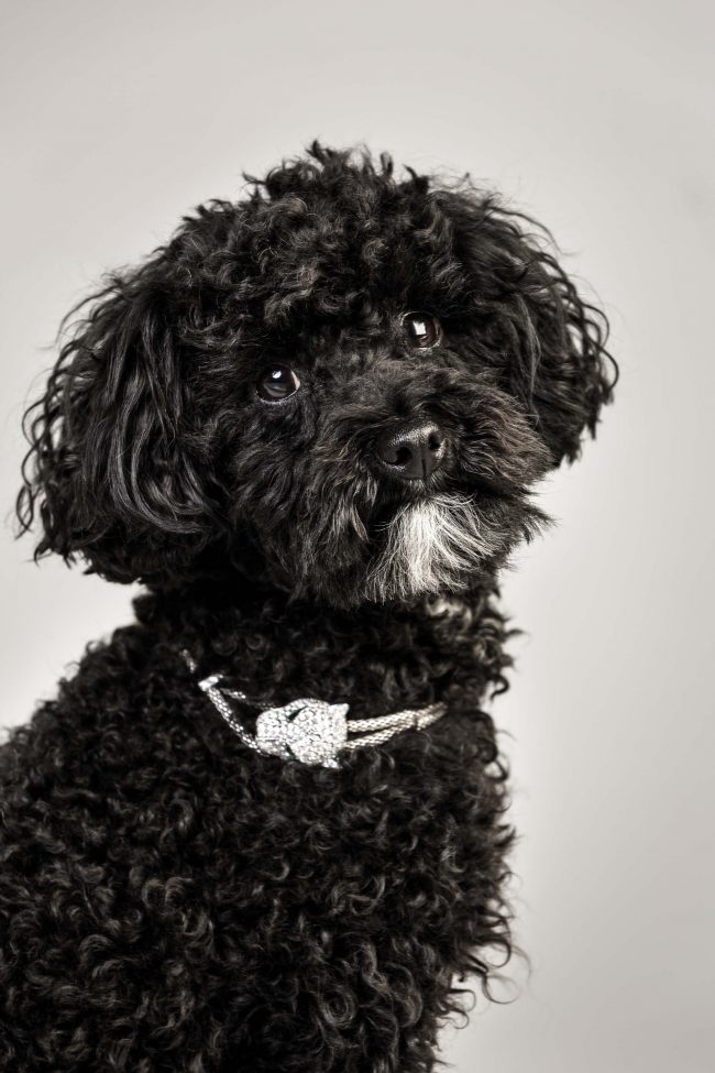 Hundeportrait von schwarzem Pudel