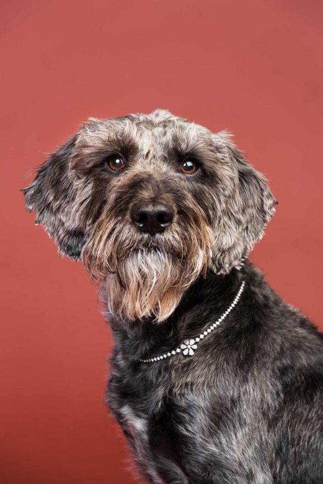 Hundeportrait von Dackel mit Schmuck vor rotem Hintergrund