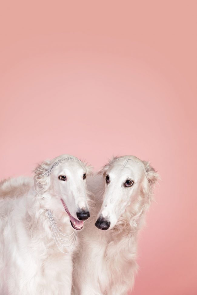 Fotografie von zwei Windhunden mit Schmuck vor rosa Hintergrund
