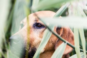 Hundefotografie von Labrador im Schilf