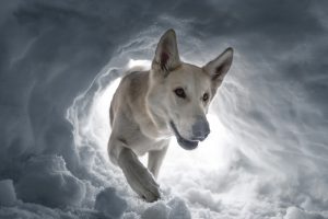Schäferhund findet Verschütteten Menschen in einer Schnee Lawine