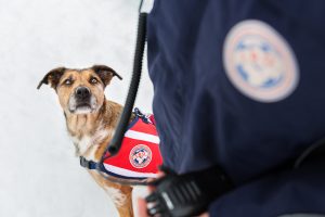 Rettungshund der Internationalen Rettungshunde Organisation bei der Suche von Verschütteten Menschen in einer Lawine