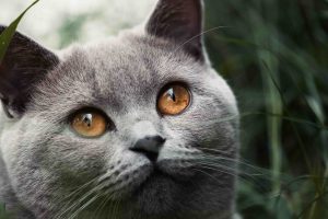 Katzenfotografie einer grauen Katze im Garten