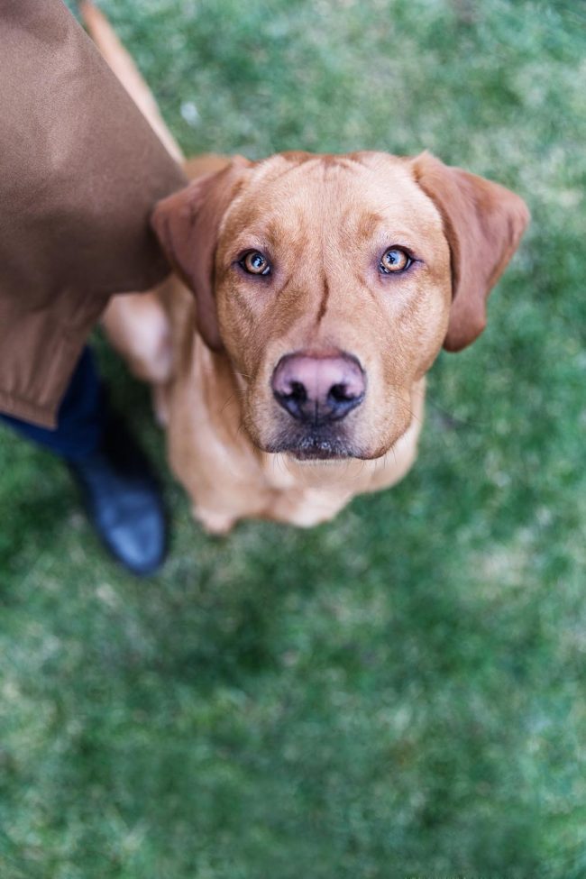 Porträt eines Labradors auf einer Wiese