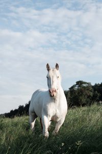 Foto von einem weissen Noriker Pferd auf einer saftigen Wiese im Sommer
