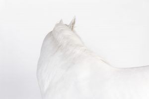 Tierfotografie von der Rückseite eines weissen Pferdes vor weissem Hintergrund