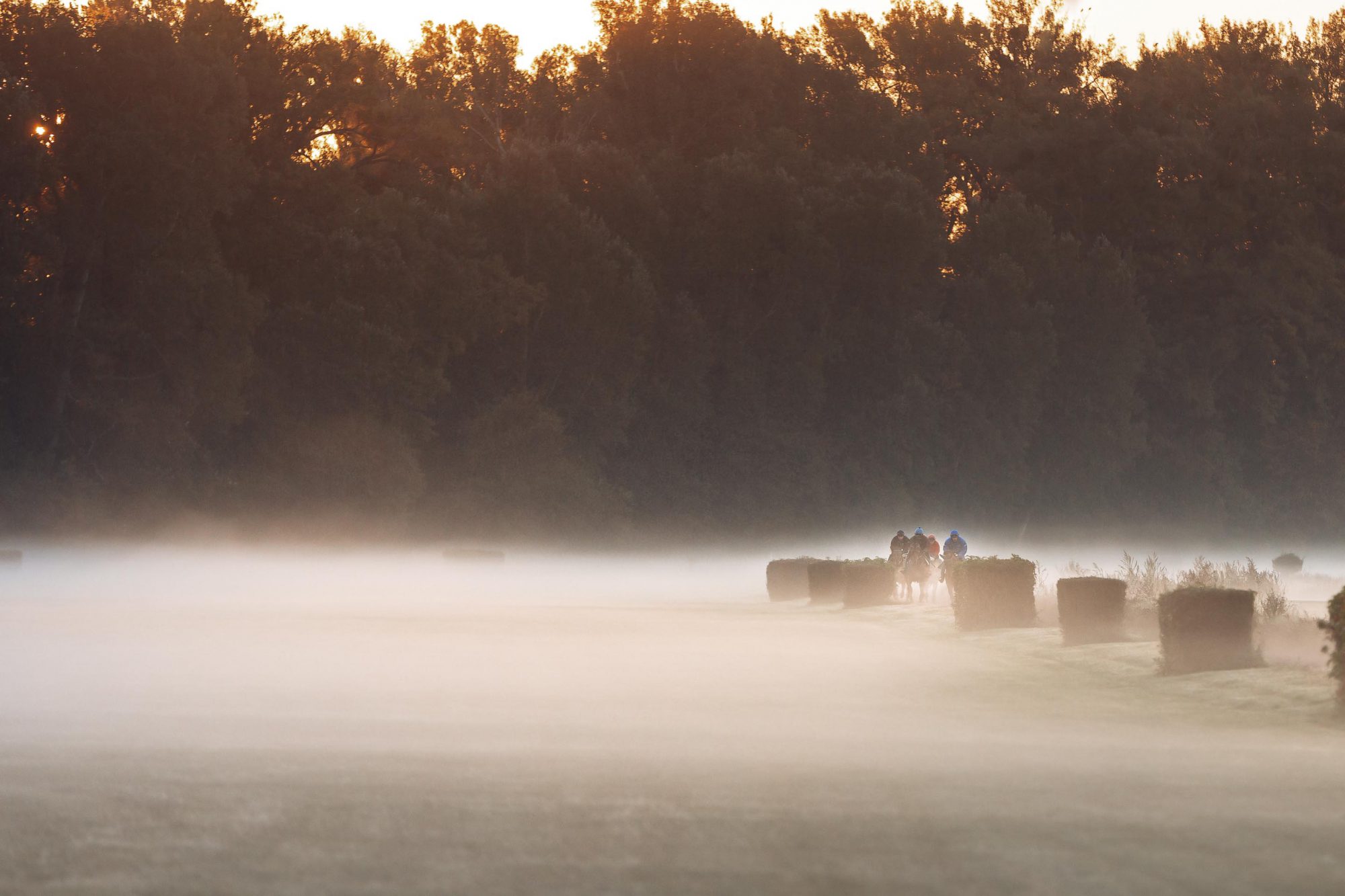 Eine Gruppe galoppierender Vollblut Rennpferde beim Training im sonnigen Morgennebel