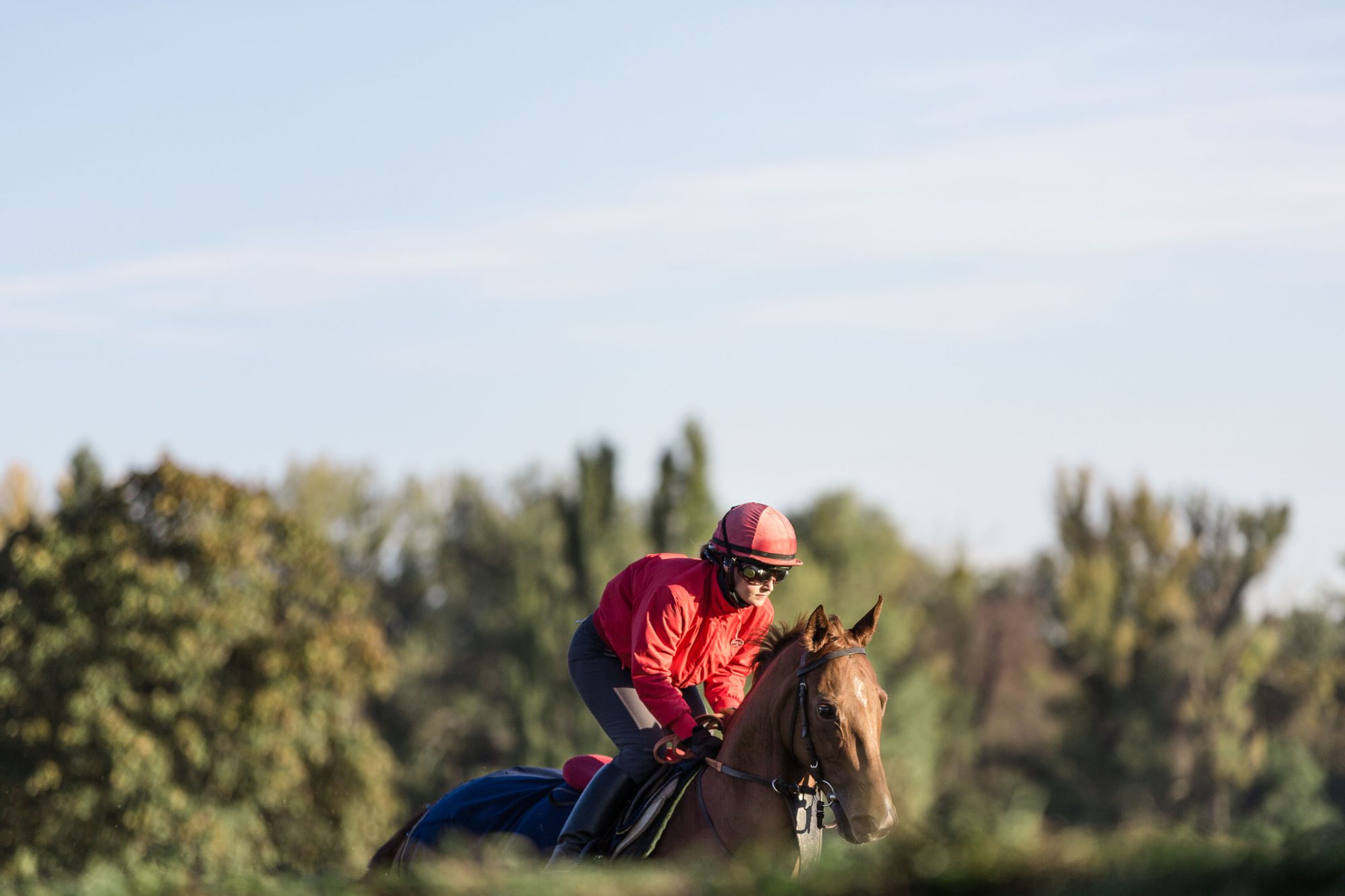 Pferdefotografie von einem Rennpferd mit weiblichem Jockey auf einer Rennbahn