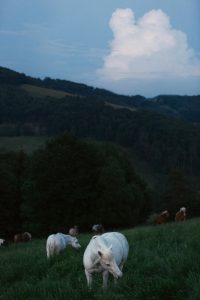 Foto von einem weissen Pferd in einer Pferdeherde dass am Abend auf einer Wiese Gras frisst