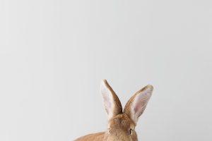 Eine Fotografie zeigt die Ohren eines Hasen oder Kaninchens vor grauem Hintergrund bei einem Fotoshooting mit Tierlicht in Wien