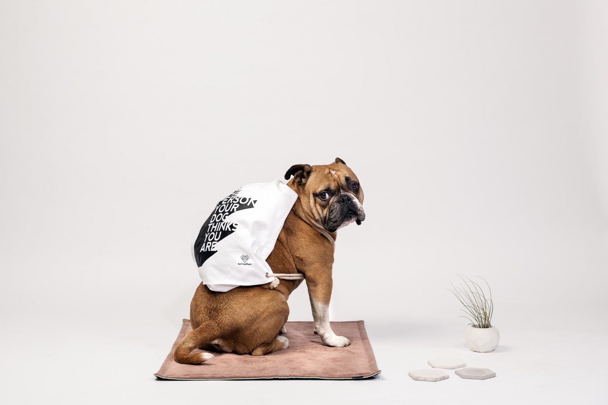 Produktfotografie mit Hund der mit Rucksack auf Hundedecke vor weissem Hintergrund sitzt