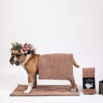 Produktfotografie mit Hund der auf Hundedecke mit Blumenkranz auf dem Kopf vor weissem Hintergrund steht