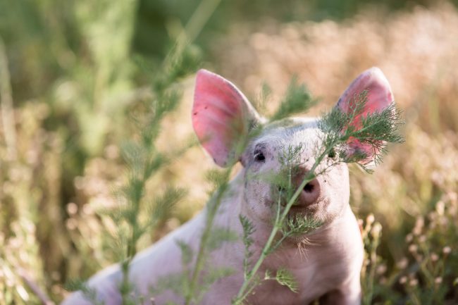 Ein rosa Schweineferkel sitzt in der Wiese