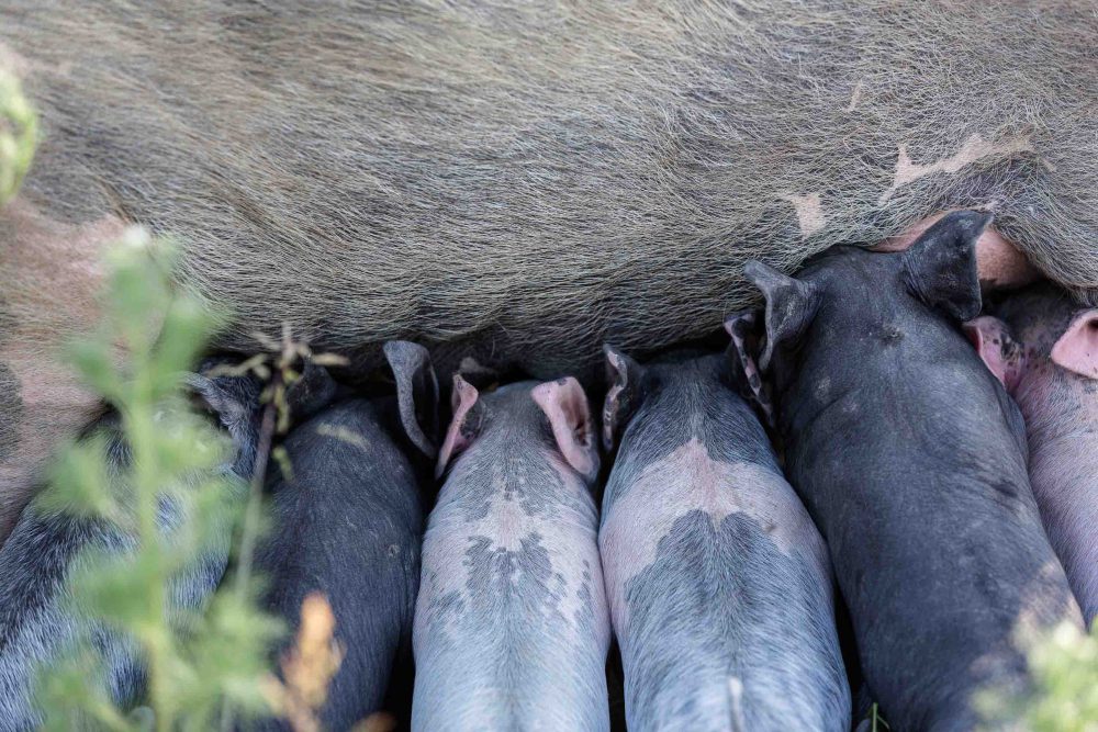 Ferkel werden von Mutterschwein gesäugt