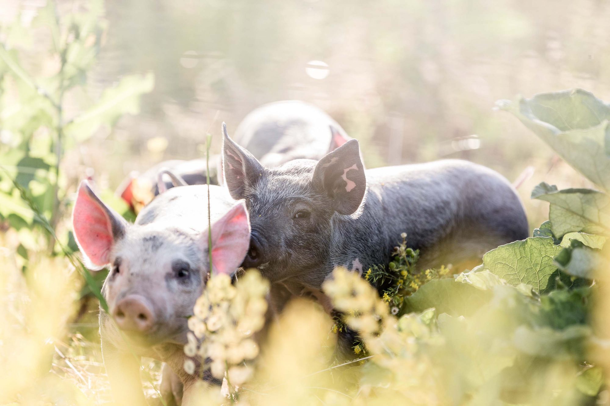 Eine Gruppe Ferkel steht in der Wiese in der Sommer Sonne