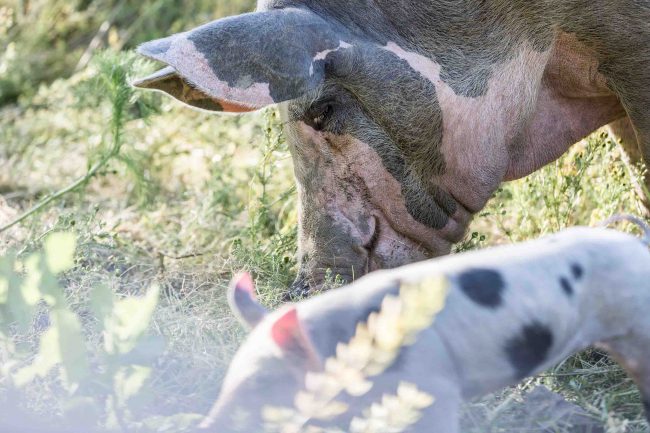Sau mit ihren Ferkeln beim Gras fressen im Sommer