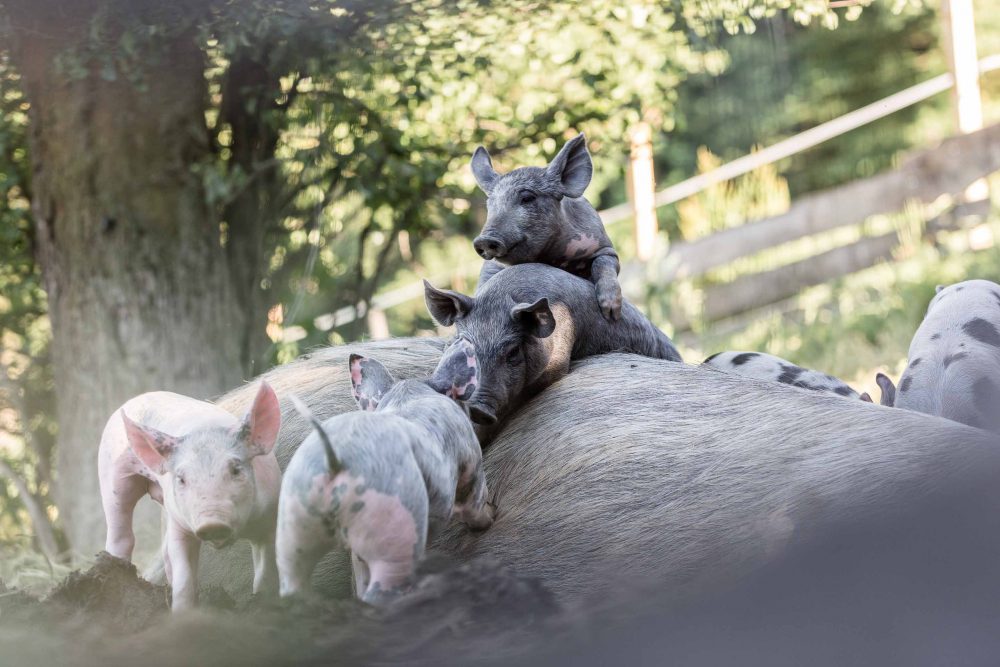 Schweinefotografie mit mehreren Ferkeln und einer Muttersau