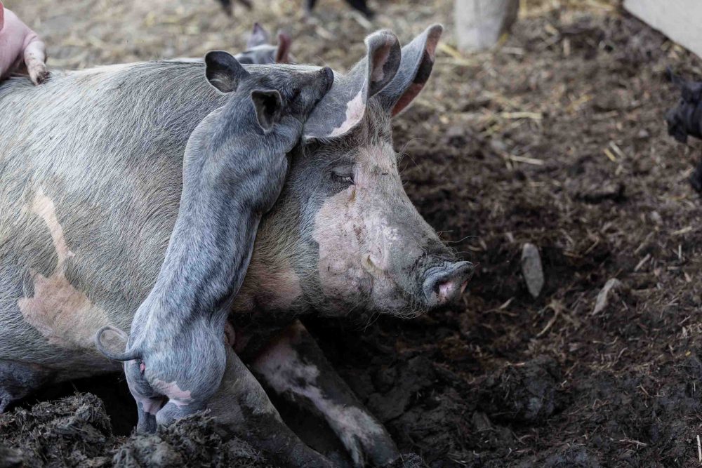 Ferkel liegt mit Sau in der Erde