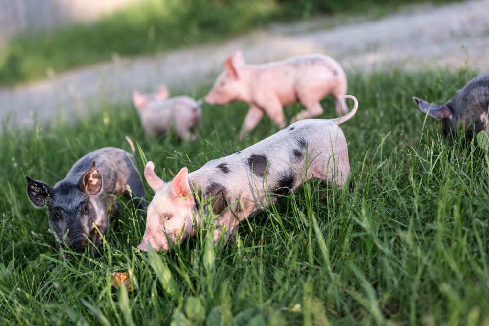 Baby-Schweine in der Wiese beim Gras fressen