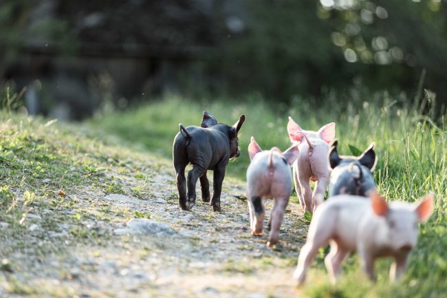 Eine Gruppe kleiner Schweine von hinten beim grasen