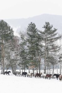 Foto einer Herde Noriker Pferde gehen im Schnee durch die verschneite Winterlandschaft