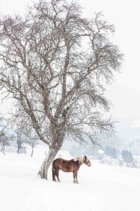 Foto eines Noriker Pferdes unter einem Baum in verschneiter Winterlandschaft