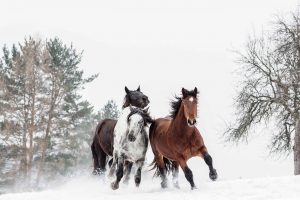 Foto einer Herde Noriker Pferde galoppieren im Schnee durch die Winterlandschaft