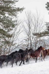 Foto einer Herde Kaltblut Pferde galoppieren im Schnee durch die Winterlandschaft