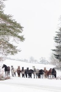 Foto einer Herde Noriker Pferde im Schnee in der Winterlandschaft