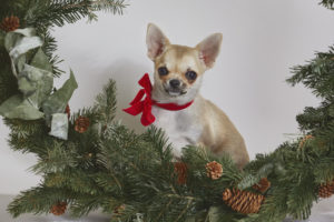Chihuhua in einem Adventskranz beim Weihnachts Fotoshooting für Hunde von Hundefotograf Tierlicht in Wien