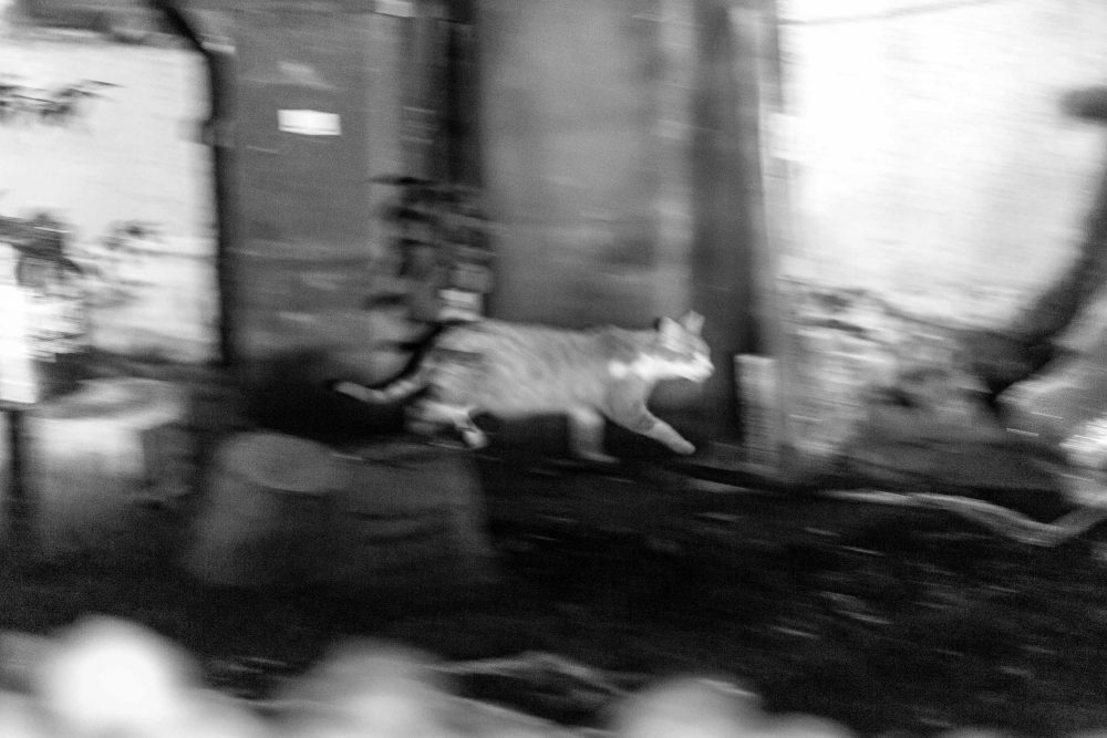 Streunende Katze im Dunklen