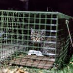 Streunerkatzen Falle mit gefangener Katze bei Nacht