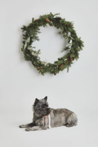 Cairn Terrier Heidi beim Weihnachts Fotoshooting für Hunde im Fotostudio von Hundefotograf Tierlicht in Wien