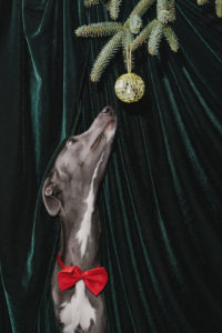 Ein grauer Windhund beim Weihnachts Fotoshooting für Hunde mit Dicsokugel von Hundefotograf Tierlicht