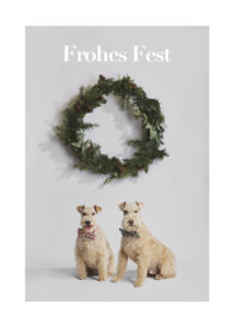 Zwei Welsh Terrier beim weihnachtlichen Fotoshooting von Hundefotograf Tierlicht unter einem Weihnachtskranz im Advent