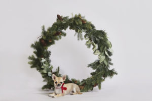 Chihuahua beim Weihnachtsfotoshooting für Hunde in Wien