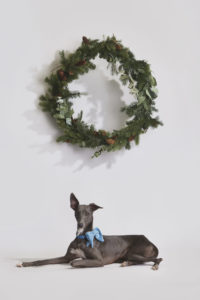 Grauer Whippet Windhund vor weissem Hintergrund beim Weihnachts Fotoshooting für Hunde fotografiert von Hundefotograf Tierlicht