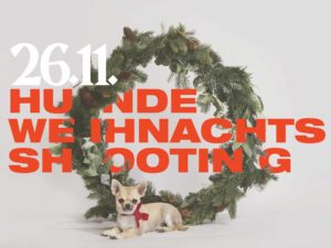 Ein Chihuahua beim Weihnachts fotoshooting für hunde mit Weihnachtskranz im Studio von Hundefotograf Tierlicht