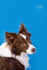 Portrait eines Border Collies von Hundefotograf Tierlicht
