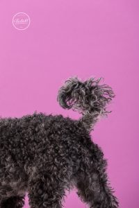 Foto vom Schwanz eines schwarzen Pudels im Fotostudio von Hundefotografie Tierlicht