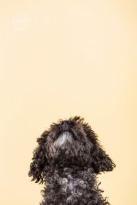 Bild von einem schwarzen Pudel im Fotostudio von Hundefotograf Tierlicht