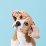 Portrait von einem Beagle im Fotostudio von Tierfotograf Tierlicht