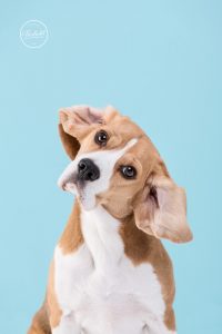 Portrait von einem Beagle im Fotostudio von Tierfotograf Tierlicht