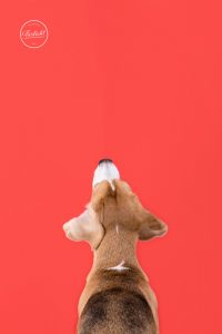 Foto von einem Beagle im Fotostudio von Hundefotograf Tierlicht