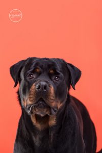 Portrait eines Rottweilers vor rotem Hintergrund